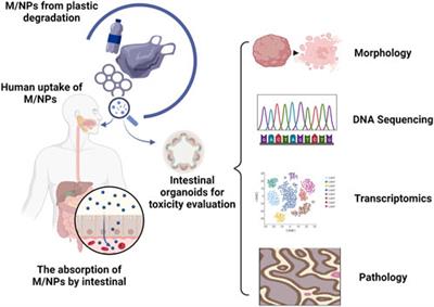 Utilization of intestinal organoid models for assessment of micro/nano plastic-induced toxicity